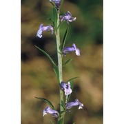 anarrhinum bellidifolium (l.) desf.