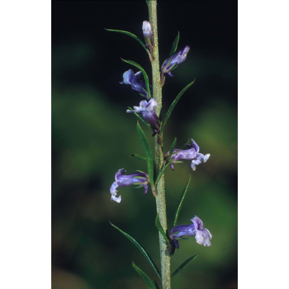 anarrhinum bellidifolium (l.) desf.