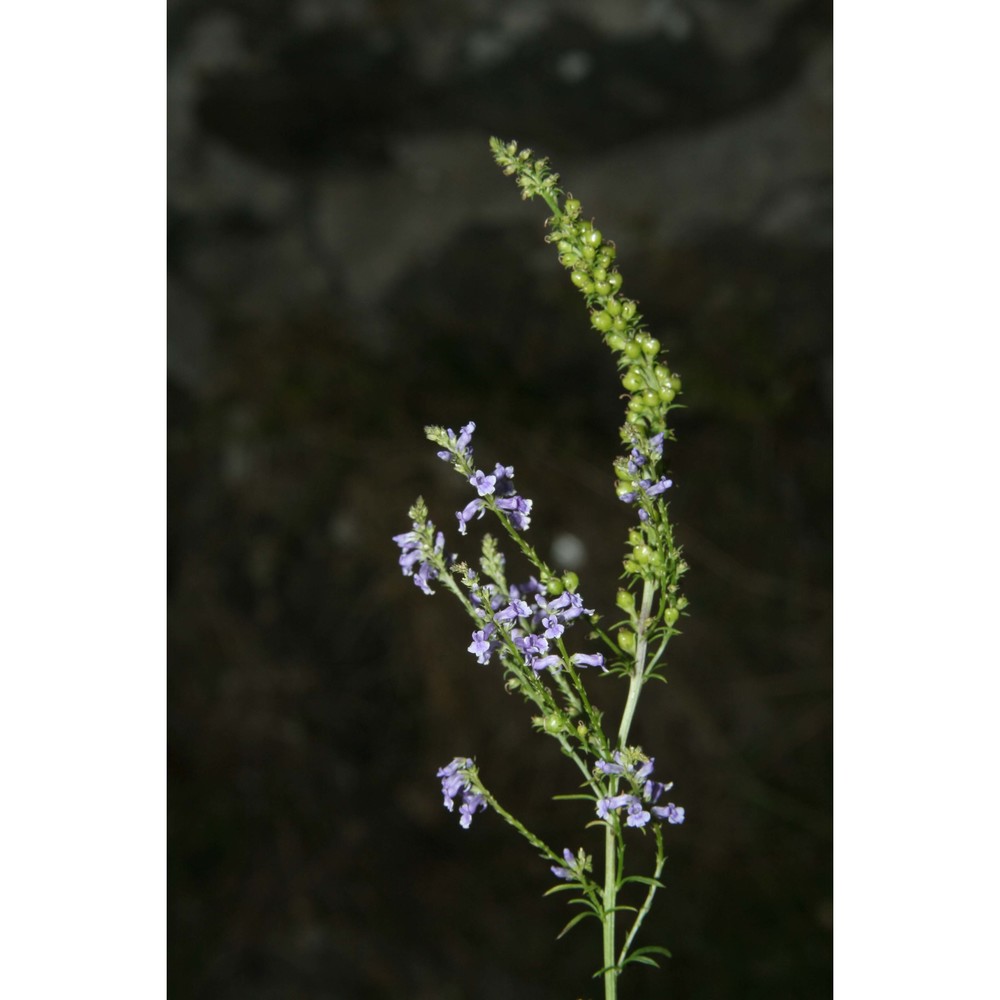 anarrhinum bellidifolium (l.) desf.