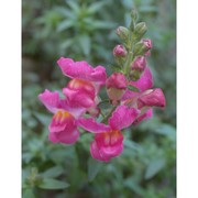 antirrhinum majus l.