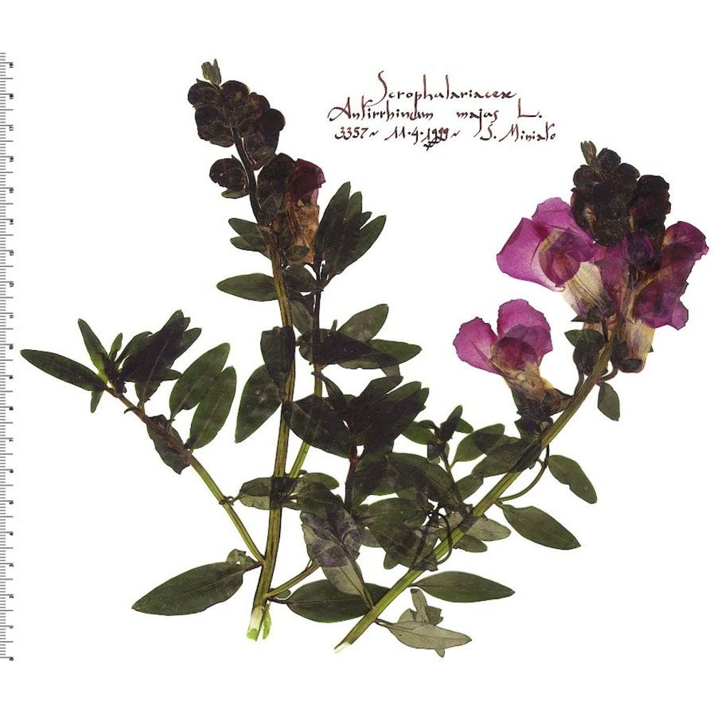 antirrhinum majus l.