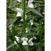 antirrhinum tortuosum bosc