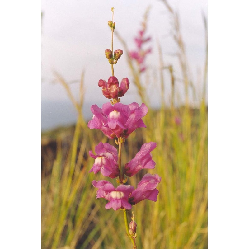 antirrhinum tortuosum bosc