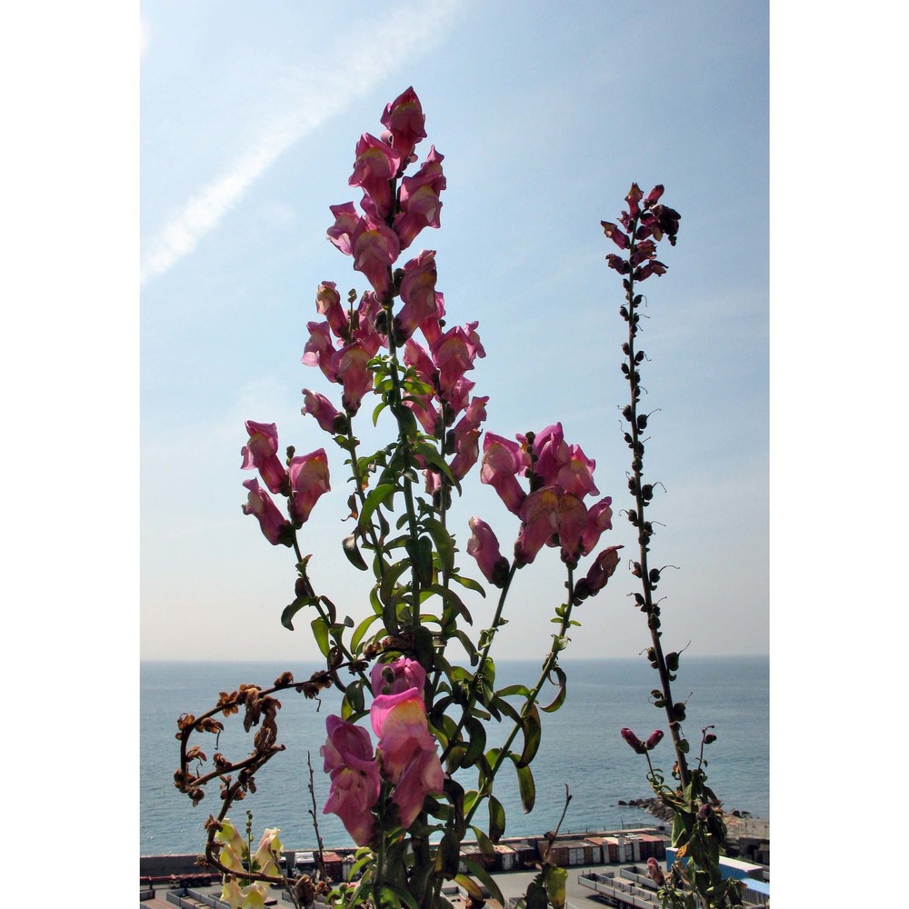 antirrhinum tortuosum bosc