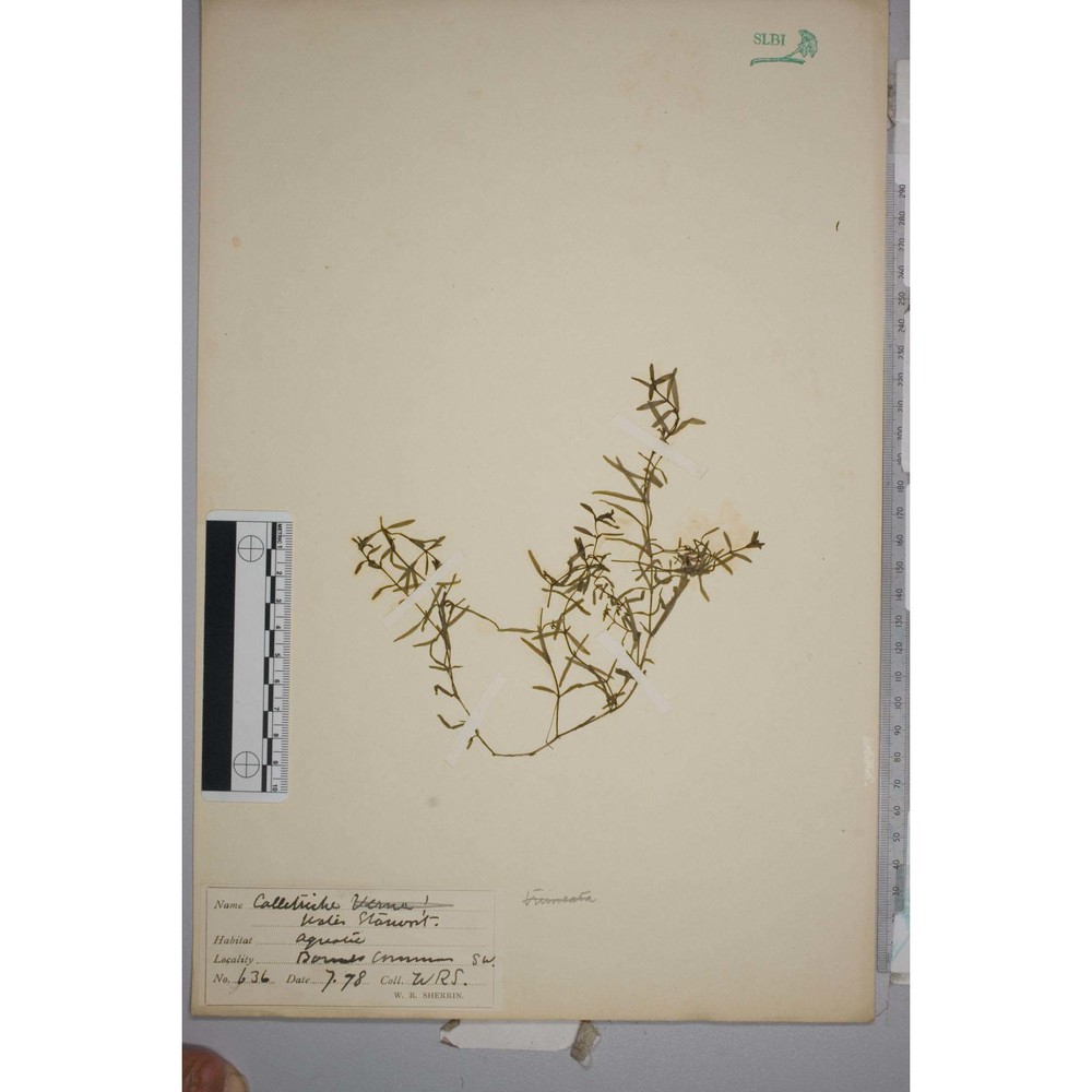 callitriche hermaphroditica l. subsp. hermaphroditica