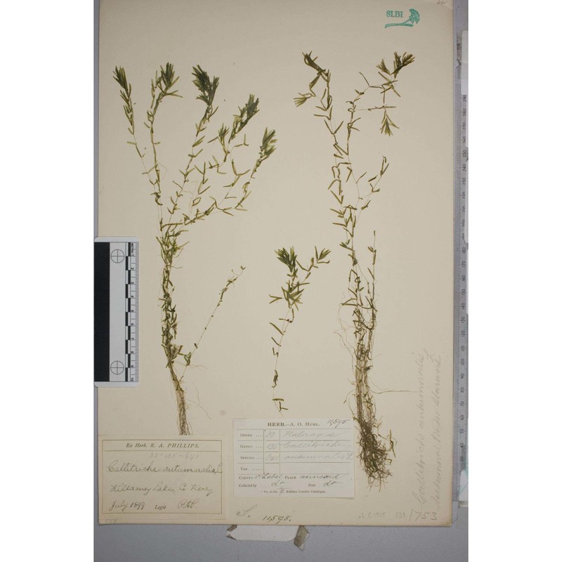 callitriche hermaphroditica l. subsp. hermaphroditica