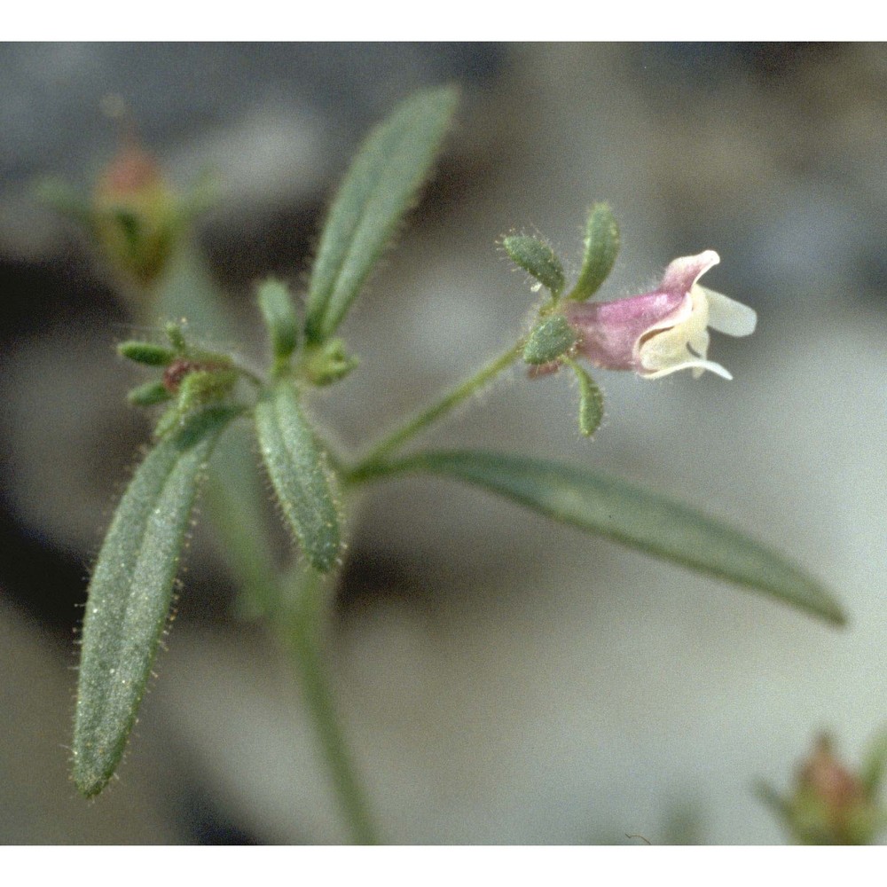 chaenorhinum minus (l.) lange