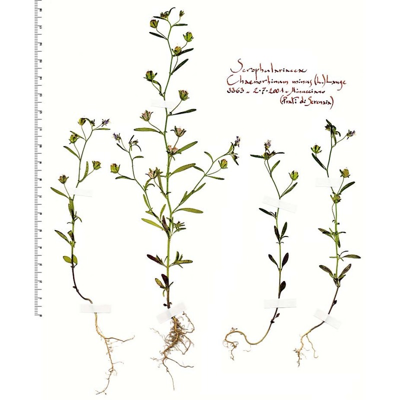 chaenorhinum minus (l.) lange