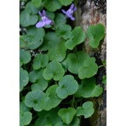 cymbalaria aequitriloba (viv.) a. chev.