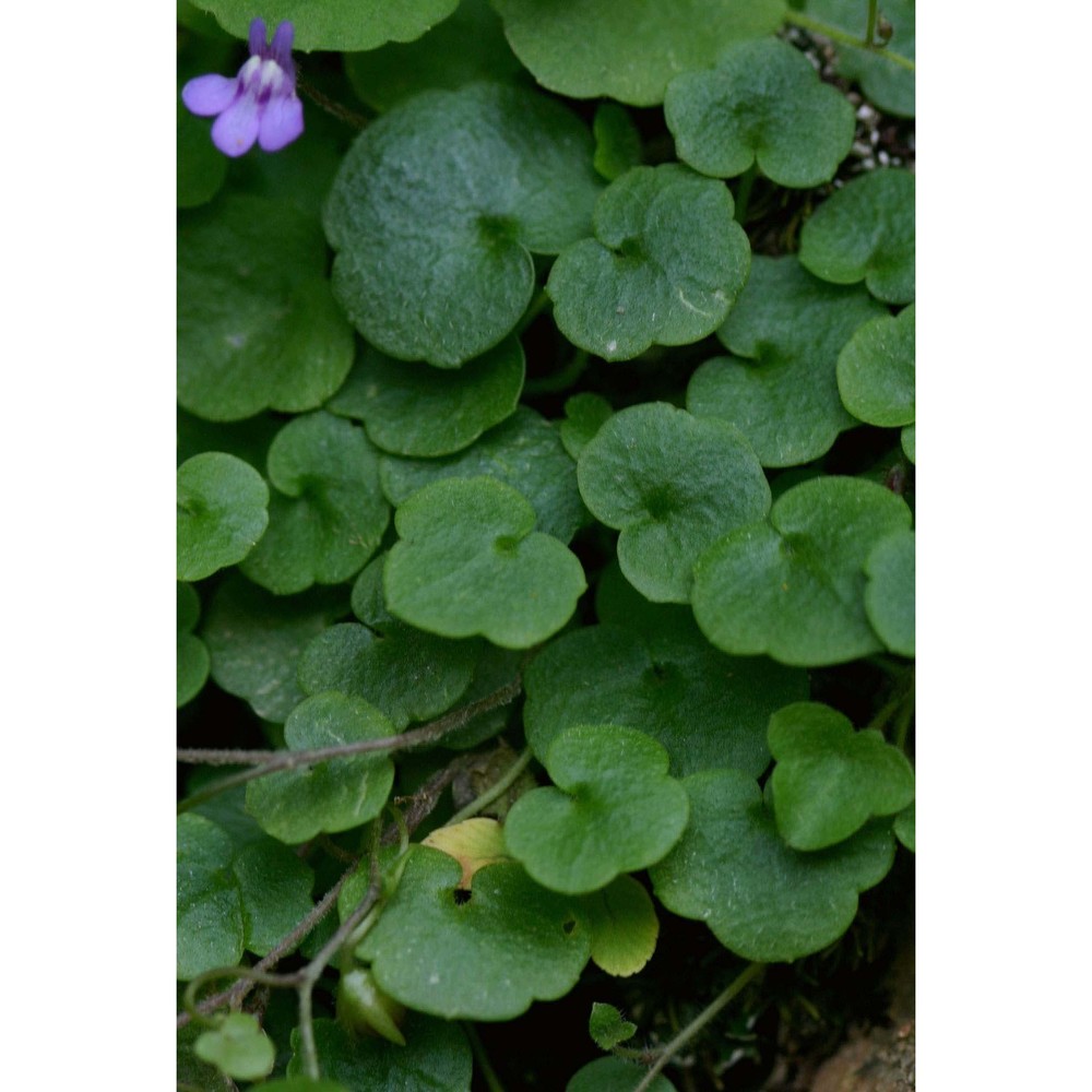 cymbalaria aequitriloba (viv.) a. chev.