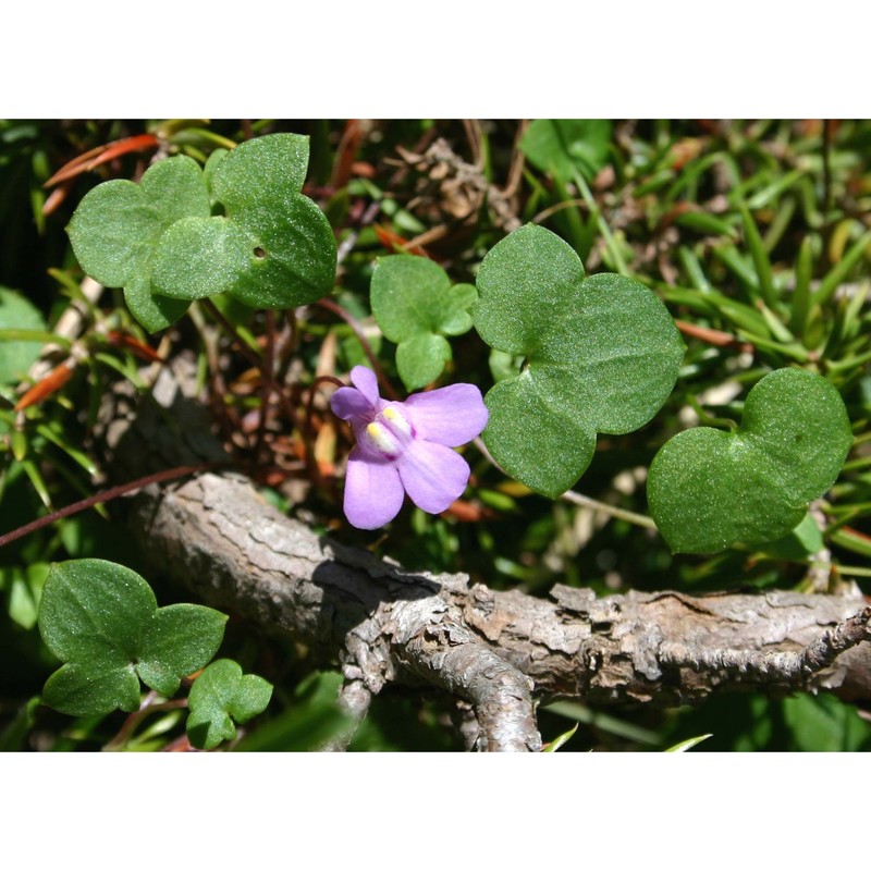 cymbalaria aequitriloba (viv.) a. chev.