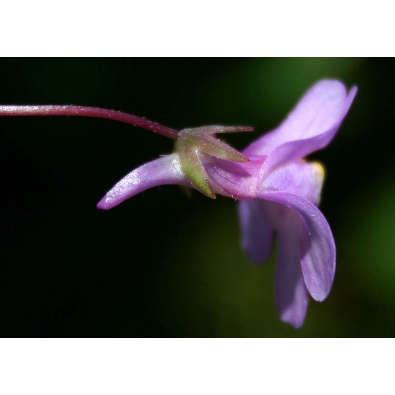 cymbalaria aequitriloba (viv.) a. chev.