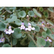 cymbalaria glutinosa bigazzi et raffaelli