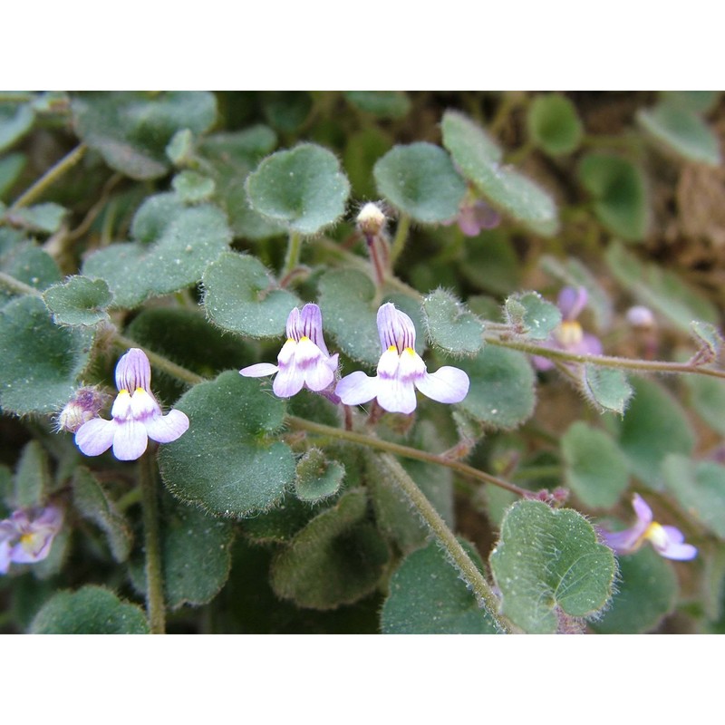 cymbalaria glutinosa bigazzi et raffaelli