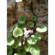 cymbalaria glutinosa bigazzi et raffaelli