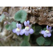 cymbalaria glutinosa bigazzi et raffaelli