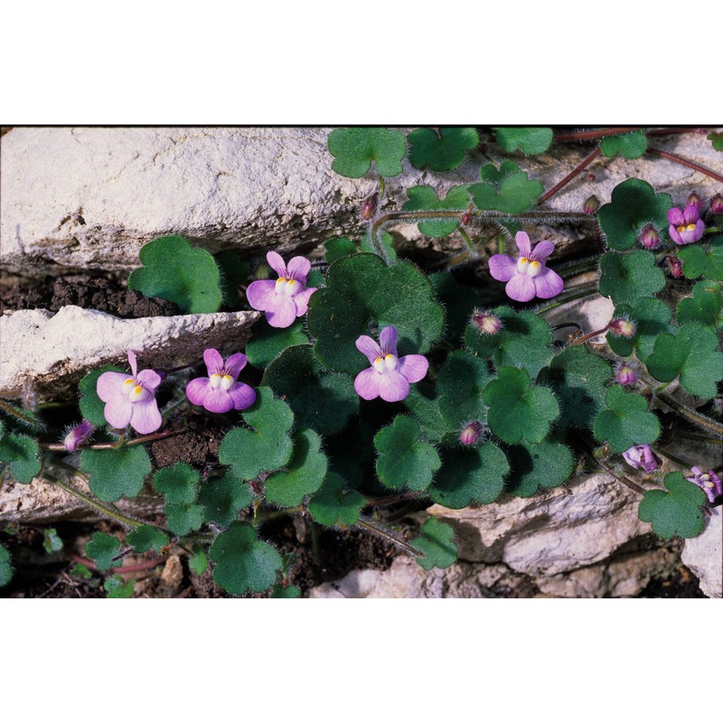 cymbalaria glutinosa bigazzi et raffaelli