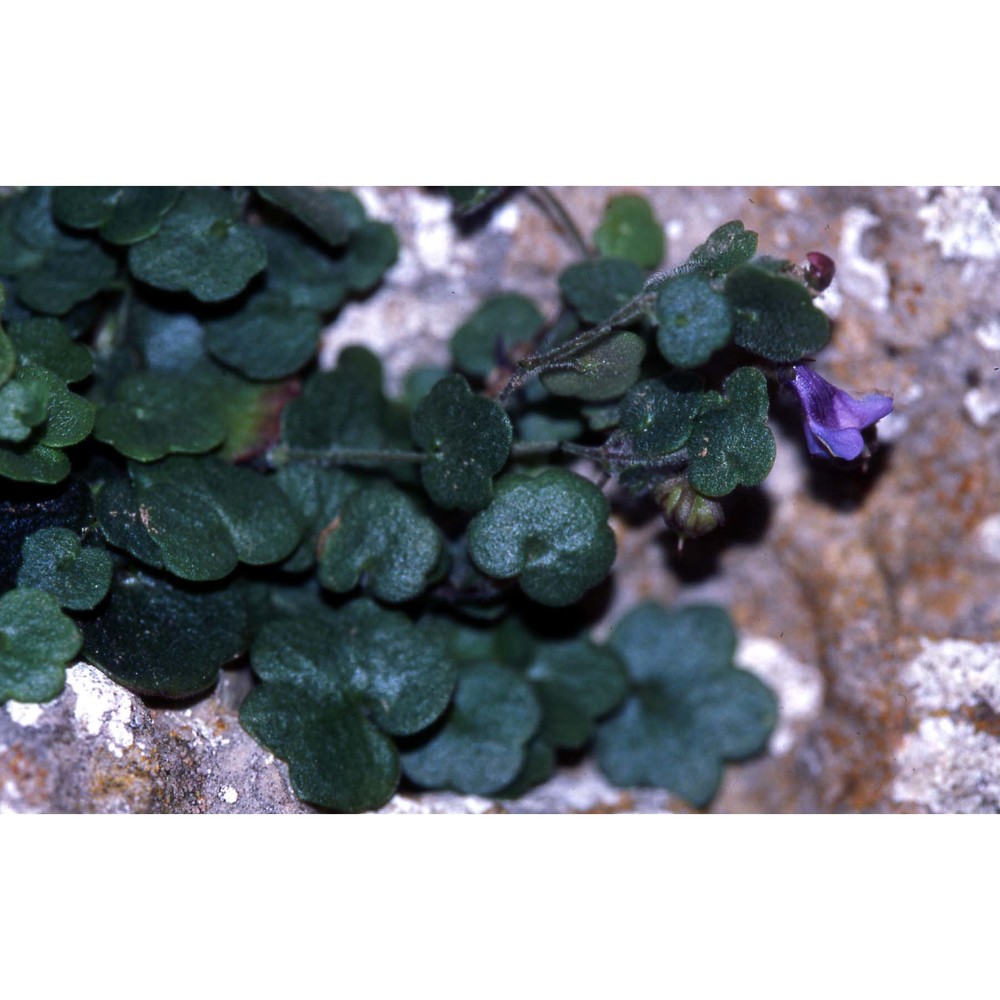 cymbalaria muelleri (moris) a. chev.