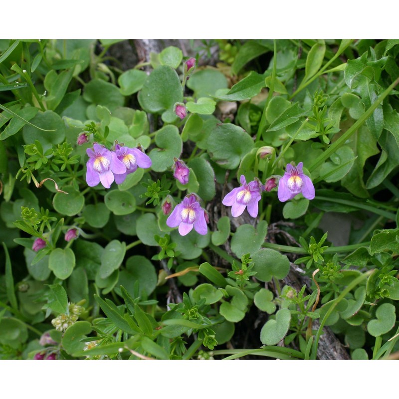 cymbalaria pallida (ten.) wettst.