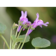 cymbalaria pallida (ten.) wettst.