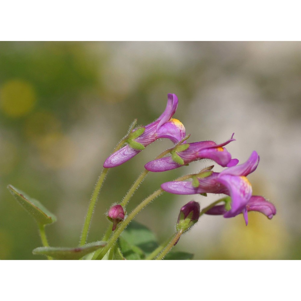 cymbalaria pallida (ten.) wettst.