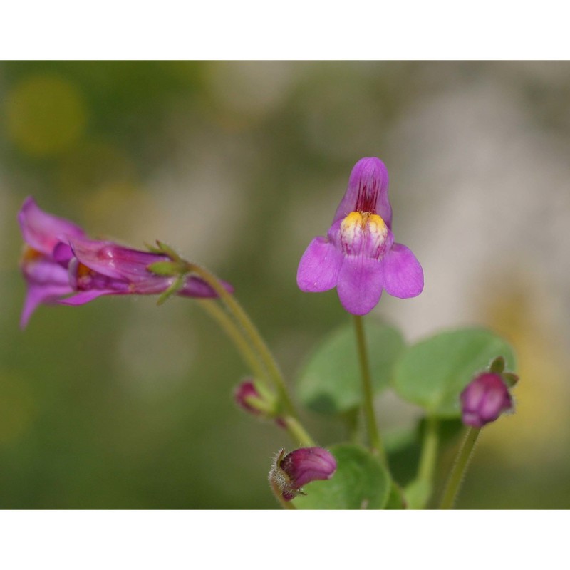 cymbalaria pallida (ten.) wettst.