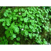 cymbalaria pubescens (j. presl) cufod.