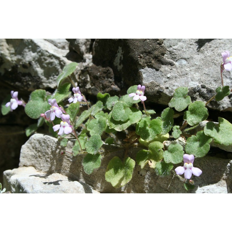 cymbalaria pubescens (j. presl) cufod.