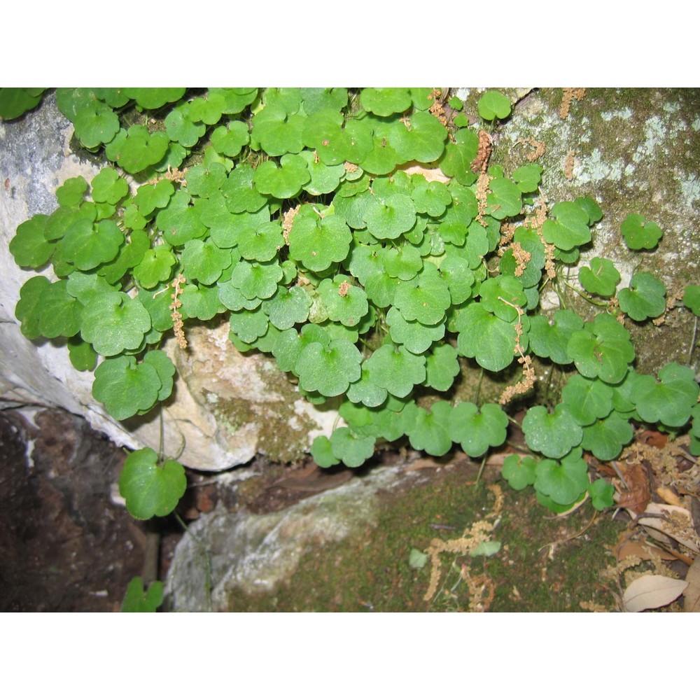 cymbalaria pubescens (j. presl) cufod.