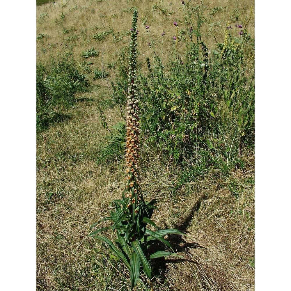 digitalis ferruginea l.