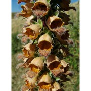 digitalis ferruginea l.