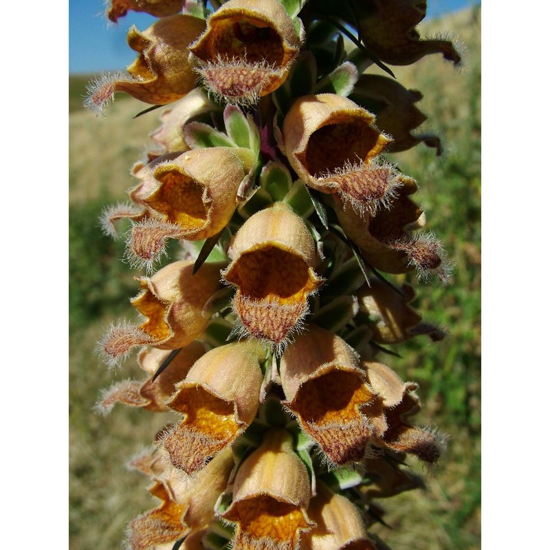 digitalis ferruginea l.