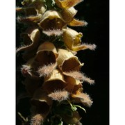 digitalis ferruginea l.