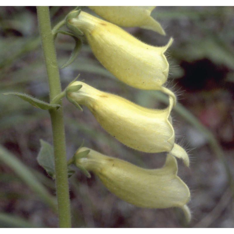 digitalis grandiflora mill.