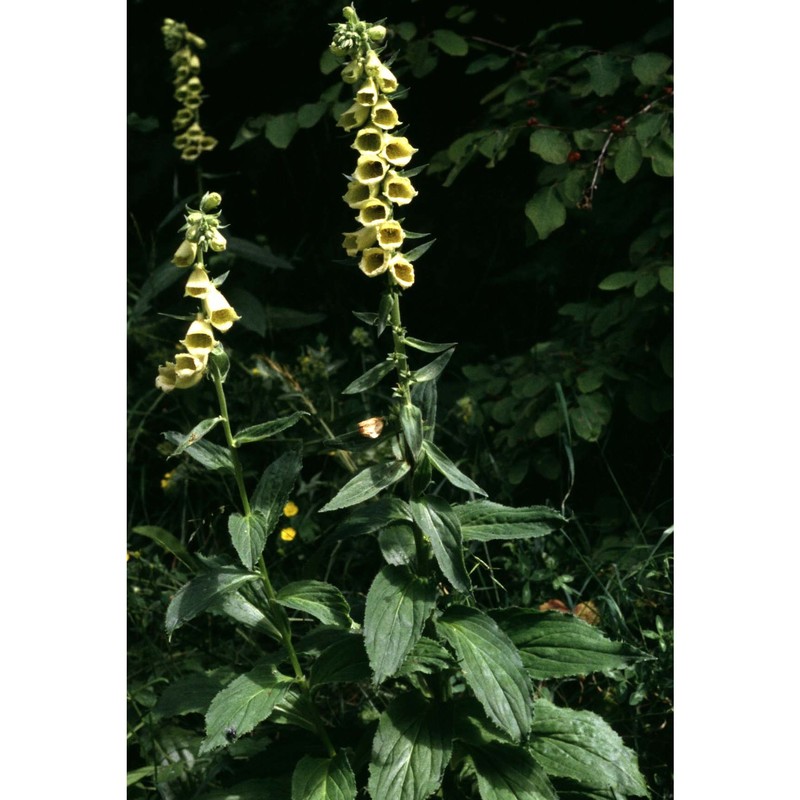 digitalis grandiflora mill.