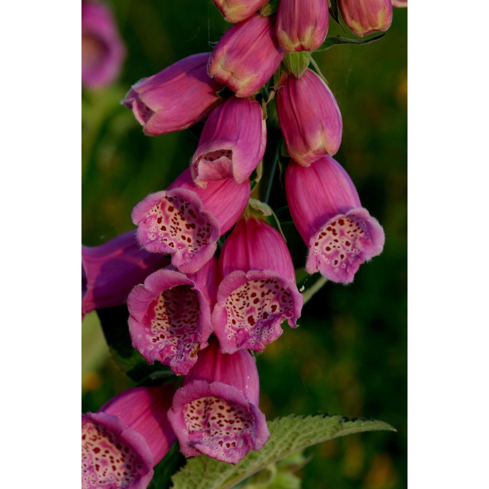 digitalis gyspergerae rouy