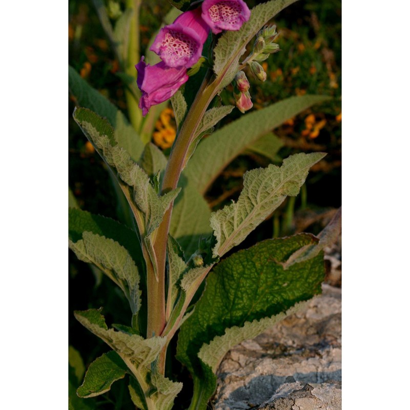 digitalis gyspergerae rouy