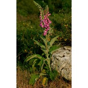 digitalis gyspergerae rouy