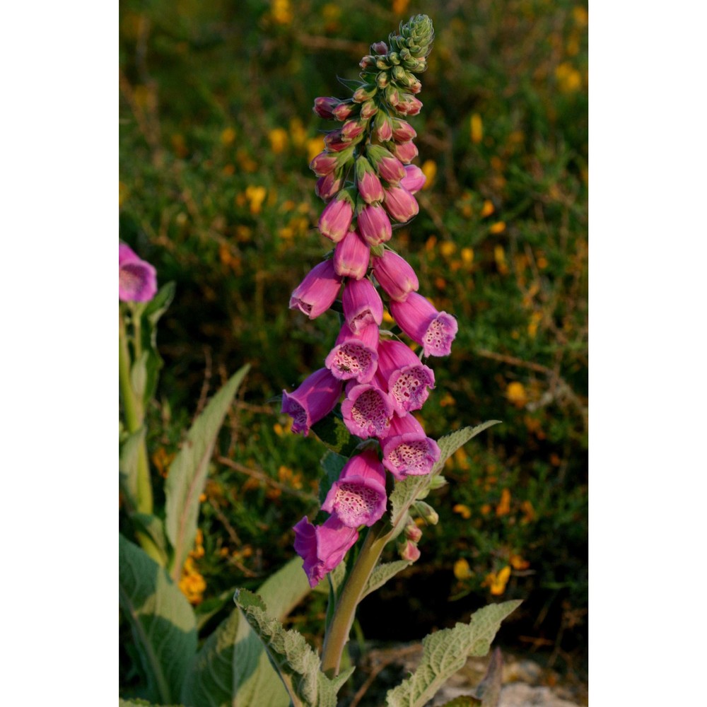 digitalis gyspergerae rouy