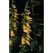 digitalis laevigata waldst. et kit.