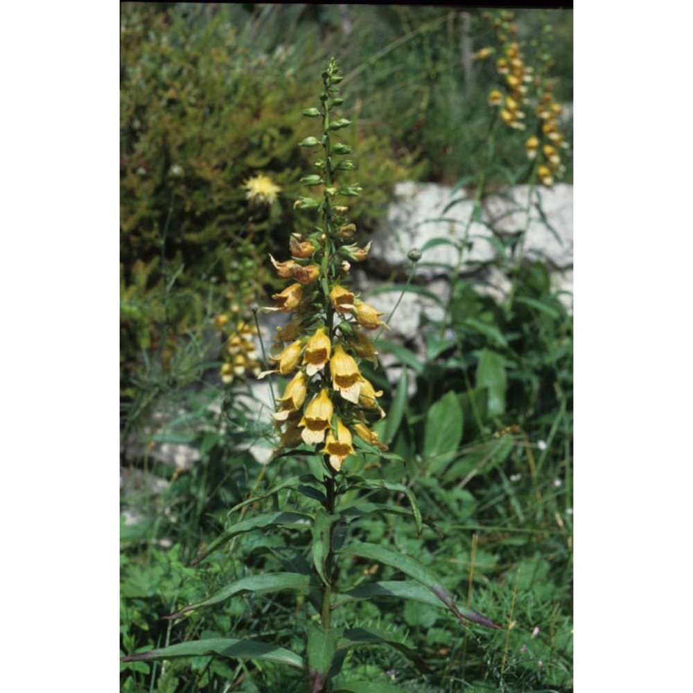 digitalis laevigata waldst. et kit.