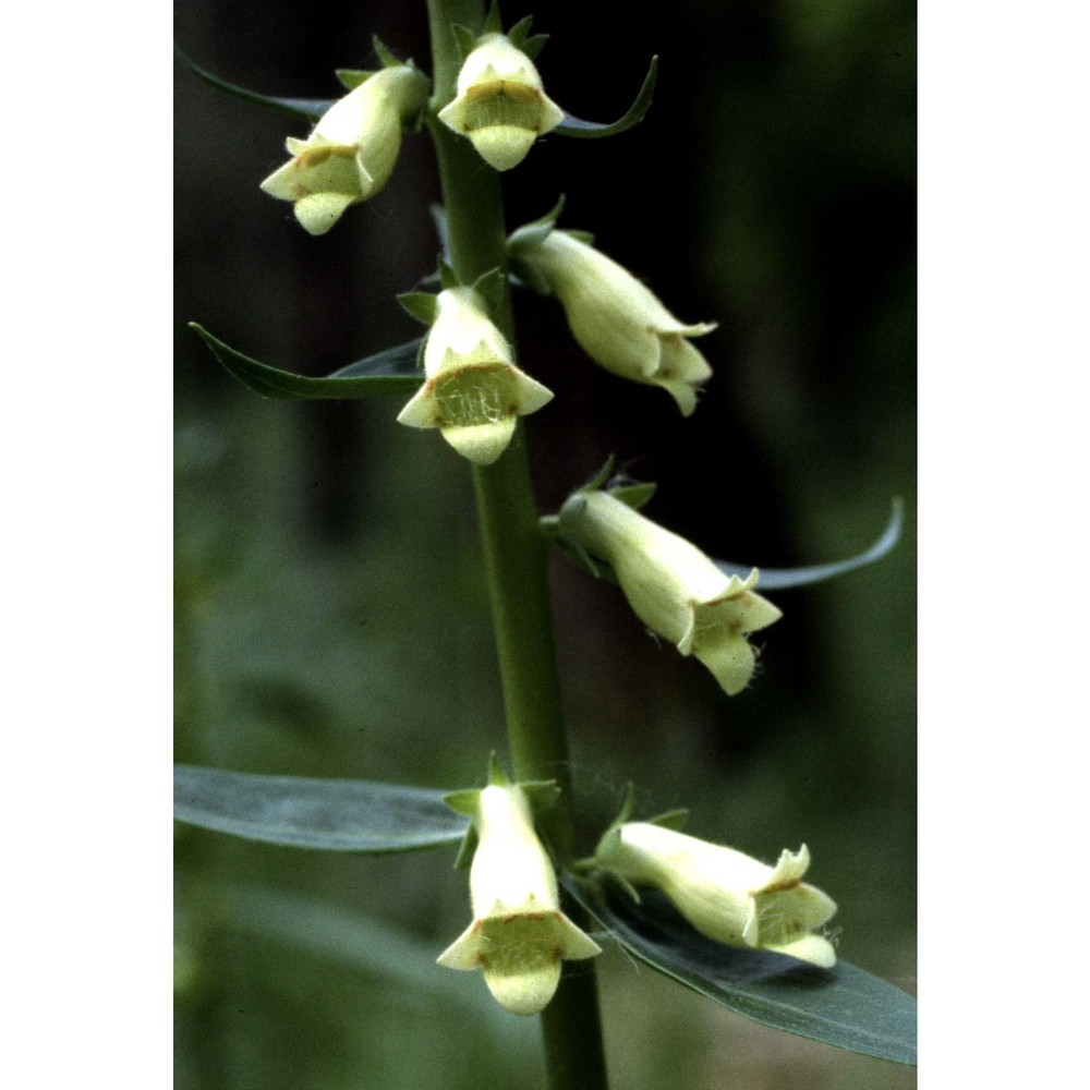 digitalis lutea l.