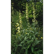 digitalis lutea l.