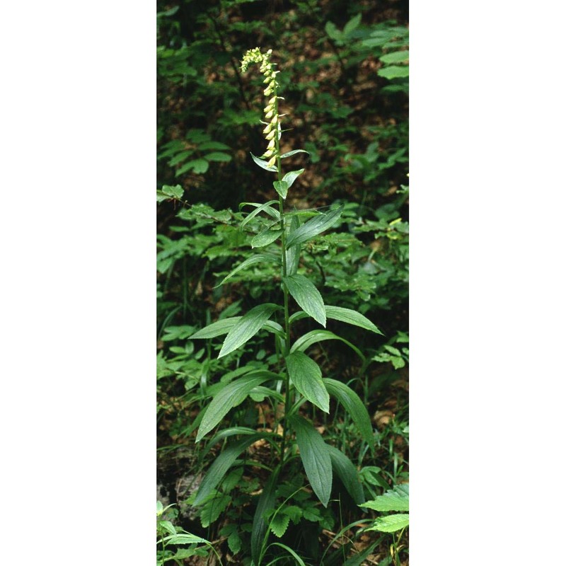 digitalis lutea l.