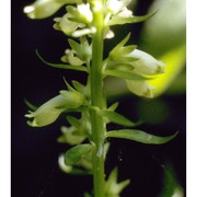 digitalis micrantha roth