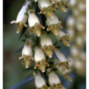 digitalis micrantha roth