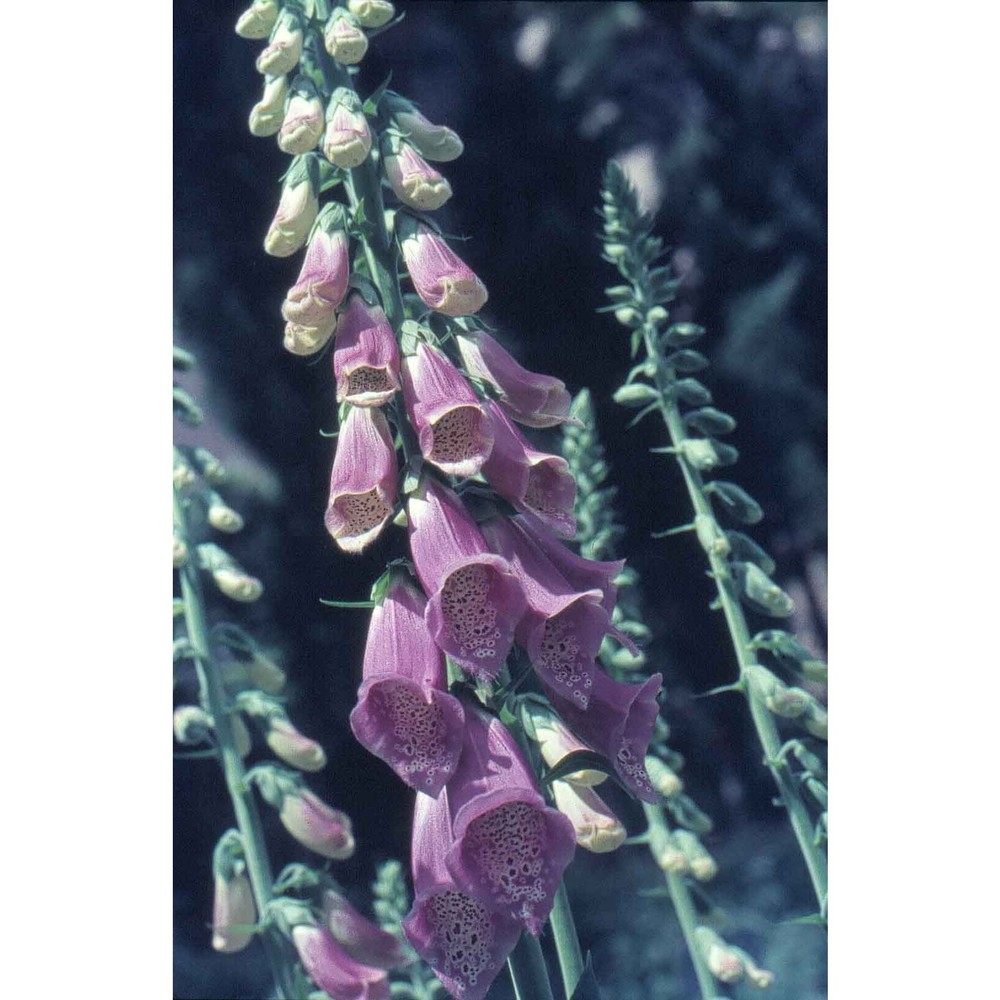 digitalis purpurea l.