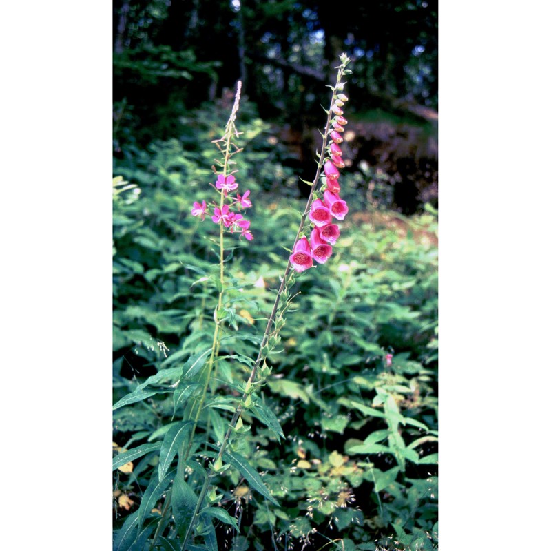 digitalis purpurea l.