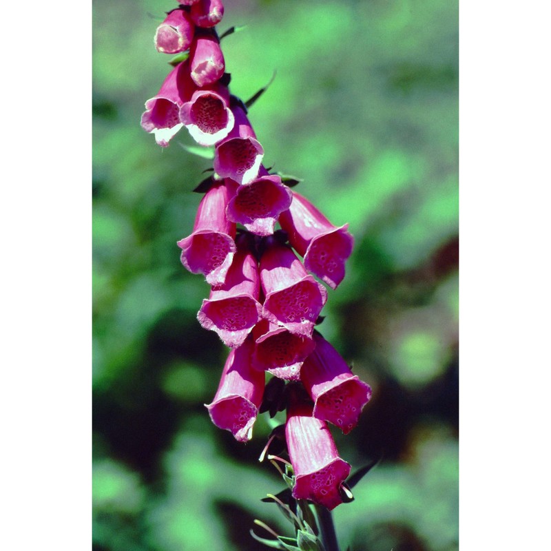 digitalis purpurea l.