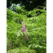 digitalis purpurea l.